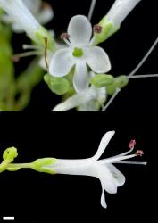 Veronica traversii. Older bisexual flower. Scale = 1 mm.
 Image: P.J. Garnock-Jones © P.J. Garnock-Jones CC-BY-NC 3.0 NZ